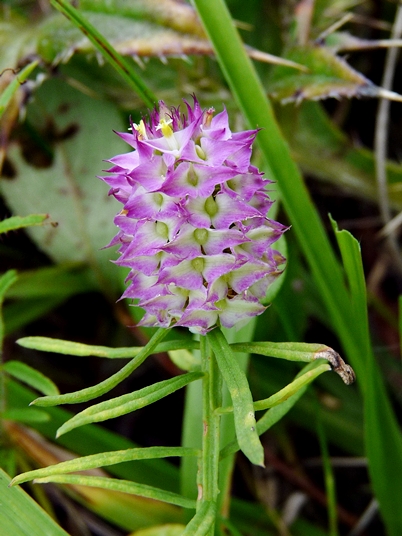 {Polygala cruciata}